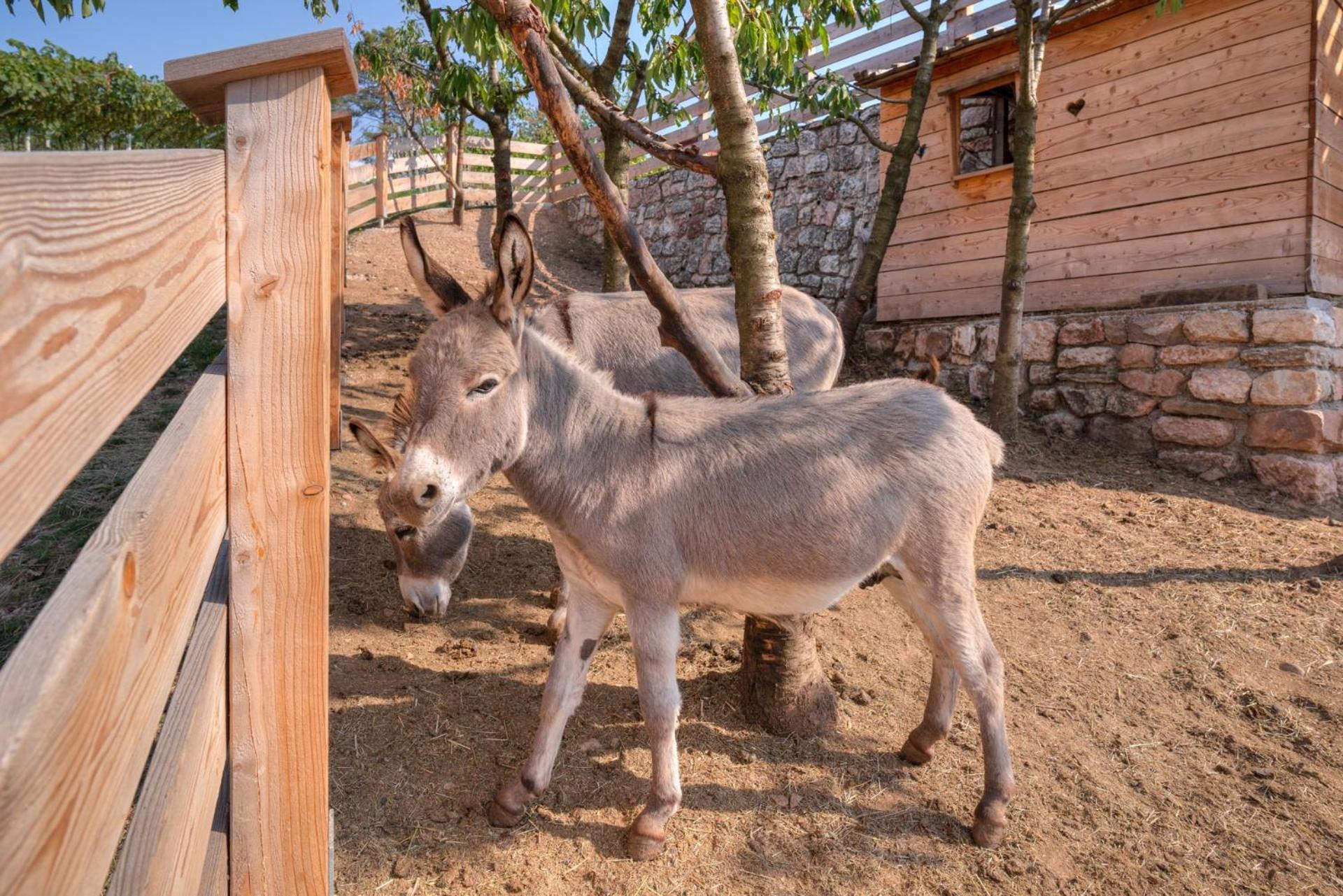 הוילה טרנטו Agritur Maso Librar מראה חיצוני תמונה