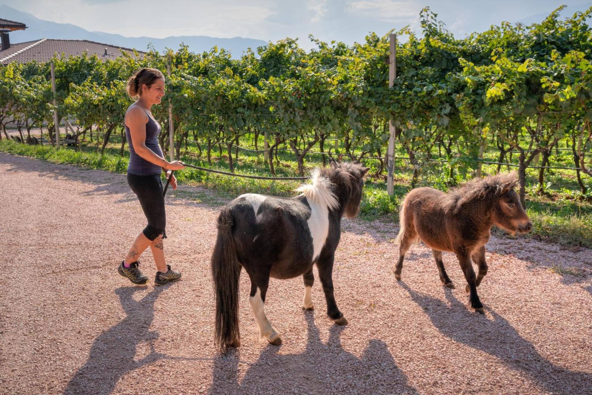 הוילה טרנטו Agritur Maso Librar מראה חיצוני תמונה
